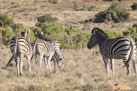 Amakhala Game Reserve Experience10