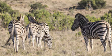 Amakhala Game Reserve Experience10