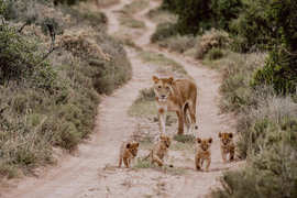 Amakhala Game Reserve Experience12