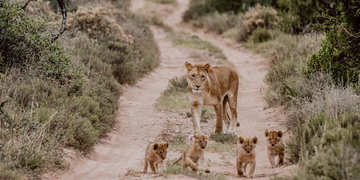Amakhala Game Reserve Experience12