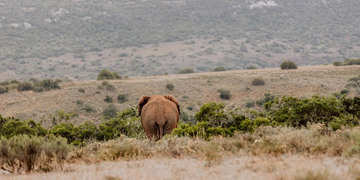 Amakhala Game Reserve Experience13