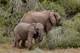 Amakhala Game Reserve Experience14