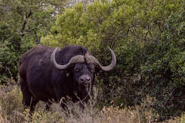 Amakhala Game Reserve Experience15