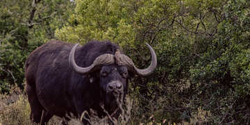 Amakhala Game Reserve Experience15