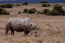 Amakhala Game Reserve Experience16