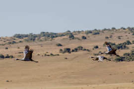 Amakhala Game Reserve Experience17