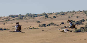 Amakhala Game Reserve Experience17