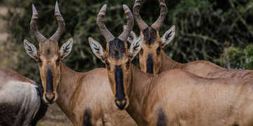 Amakhala Game Reserve Experience20