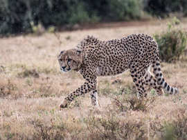 Amakhala Game Reserve Experience22