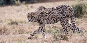 Amakhala Game Reserve Experience22