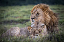 Amakhala Game Reserve Experience25