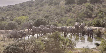 Amakhala Game Reserve Experience28