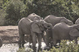 Amakhala Game Reserve Experience29