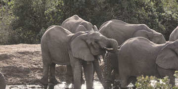 Amakhala Game Reserve Experience29