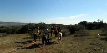 Amakhala Game Reserve Horse Trails Bush