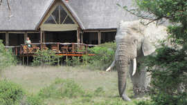 Bush Lodge Amakhala Game Reserve Deck View Elephant