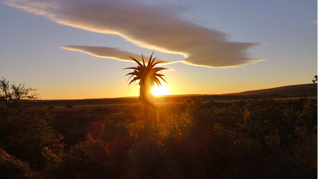 Amakhala Game Reserve Carnarvon Aloe Sunset