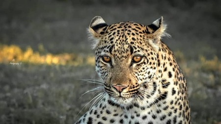Leopard On Amakhala   Brad Louwrens 3