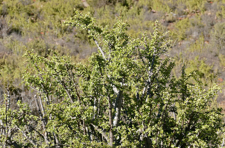 Spekboom (Portulacaria Afra) (31834146953) Resize 1080by708 Spekboom (Portulacaria Afra) (31834146953) Resize 1080by708